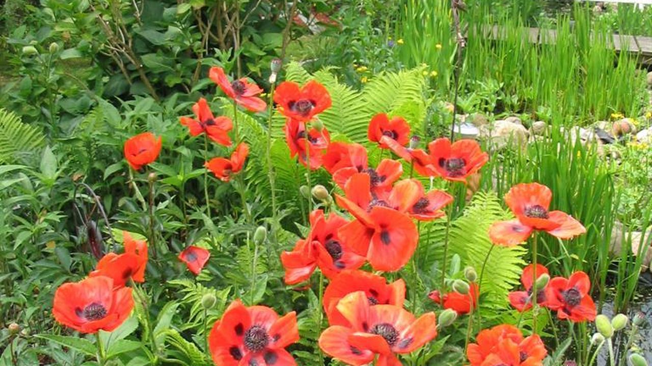 Mohn im Fresenborg-Garten Mohn im Fresenborg-Garten